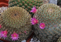 Mammillaria huitzilopochtli FO 13