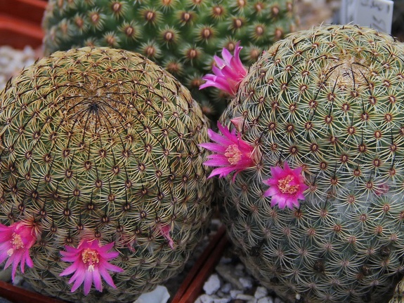 Mammillaria huitzilopochtli FO 13