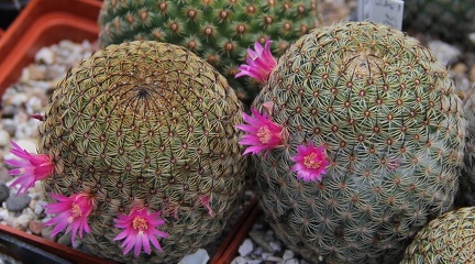 Mammillaria huitzilopochtli FO 13