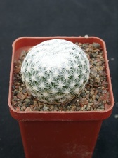 Mammillaria humboldtii