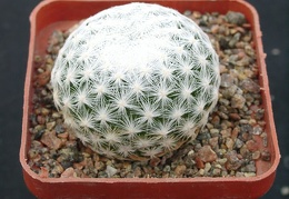 Mammillaria humboldtii