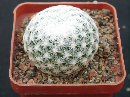 Mammillaria humboldtii