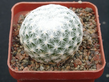 Mammillaria humboldtii