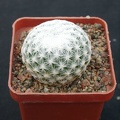 Mammillaria humboldtii