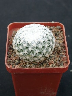 Mammillaria humboldtii