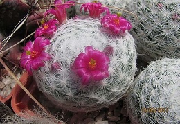 Mammillaria humboldtii Gurus FG
