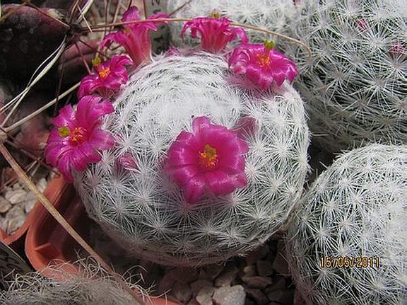 Mammillaria humboldtii Gurus FG