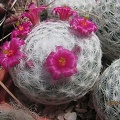 Mammillaria humboldtii Gurus FG