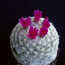 Mammillaria humboldtii Pechersky (1555 відвідувань) Mammillaria humboldtii Pechersky