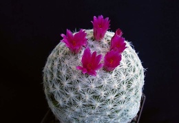 Mammillaria humboldtii Pechersky