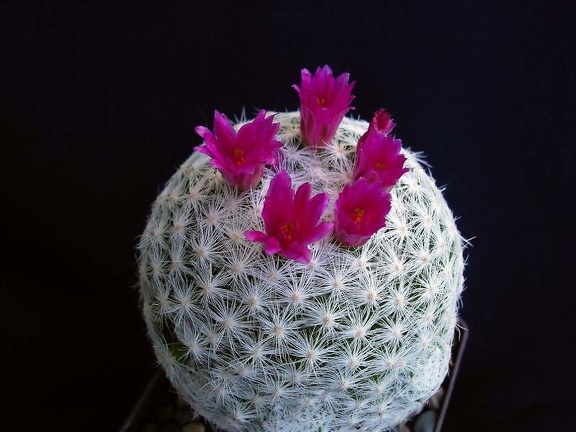 Mammillaria humboldtii Pechersky