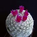 Mammillaria humboldtii Pechersky