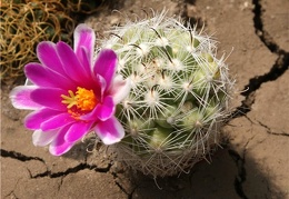 Mammillaria insularis