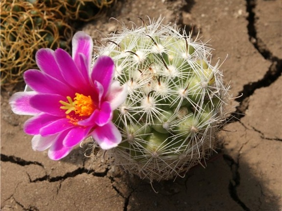 Mammillaria insularis