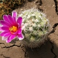 Mammillaria insularis