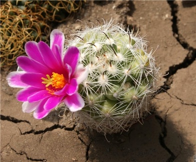 Mammillaria insularis