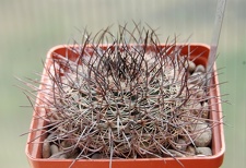 Mammillaria johnstonii