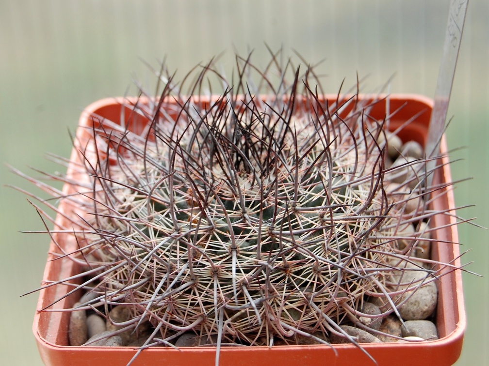 Mammillaria johnstonii