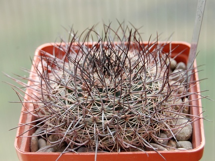Mammillaria johnstonii