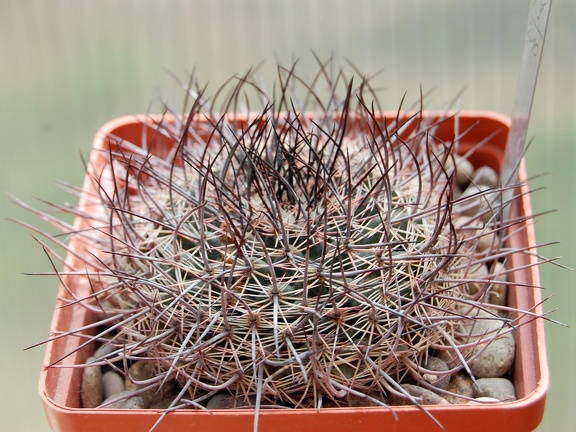 Mammillaria johnstonii