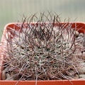 Mammillaria johnstonii