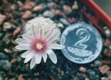 Mammillaria lasiacanta