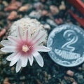 Mammillaria lasiacanta