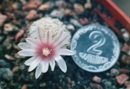 Mammillaria lasiacanta