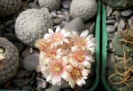 Mammillaria lasiacantha Gurus FG