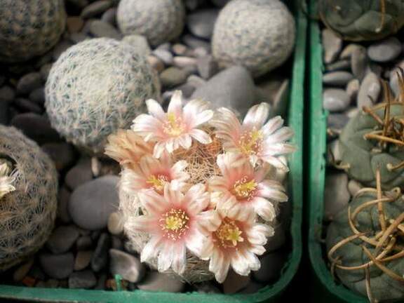 Mammillaria lasiacantha Gurus FG