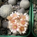 Mammillaria lasiacantha Gurus FG