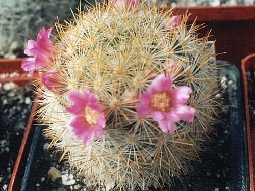Mammillaria laui v subducta