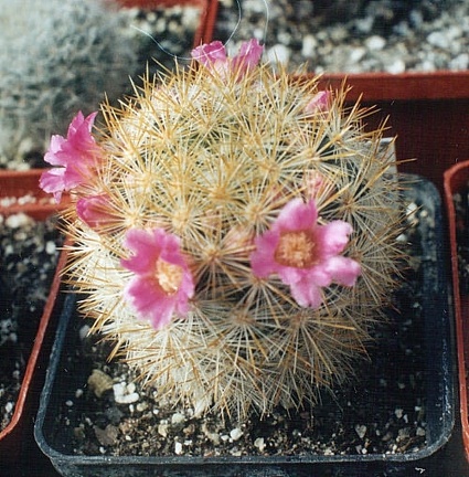 Mammillaria laui v subducta