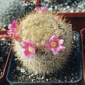 Mammillaria laui v subducta