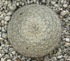 Mammillaria lenta