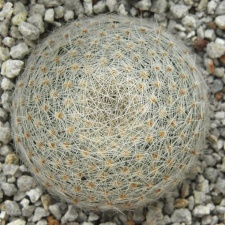 Mammillaria lenta (1482 відвідувань) Mammillaria lenta