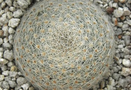 Mammillaria lenta