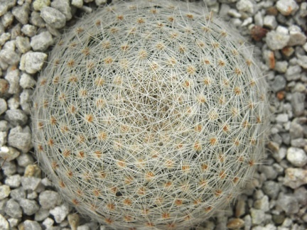 Mammillaria lenta