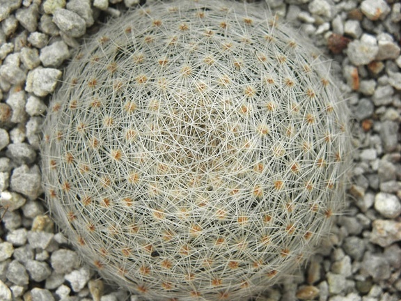 Mammillaria lenta
