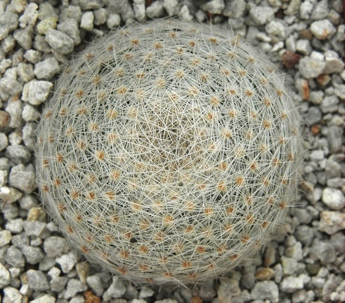 Mammillaria lenta