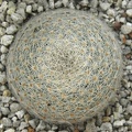 Mammillaria lenta