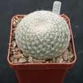 Mammillaria lenta SB1719