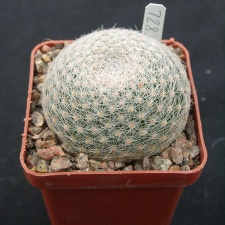 Mammillaria lenta SB1719