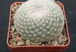 Mammillaria lenta SB1719