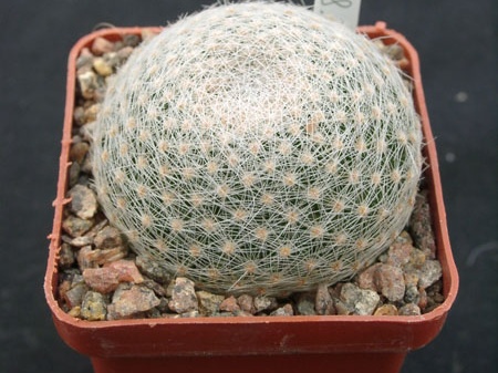 Mammillaria lenta SB1719