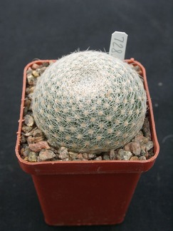 Mammillaria lenta SB1719