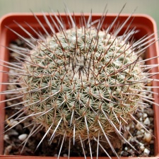 Mammillaria lindsayi