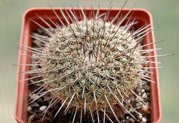 Mammillaria lindsayi