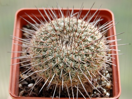 Mammillaria lindsayi