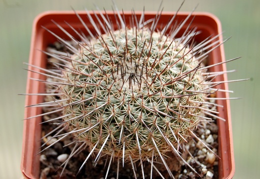 Mammillaria lindsayi